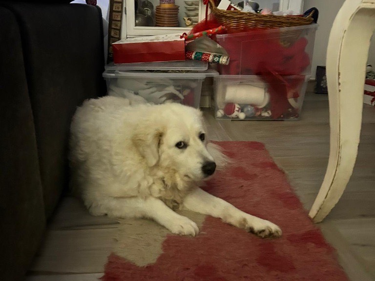 Vuoi adottare un cane a Livorno?