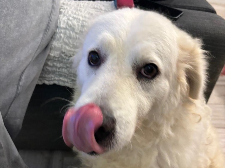 Adotta il cane FIAMMA a Livorno