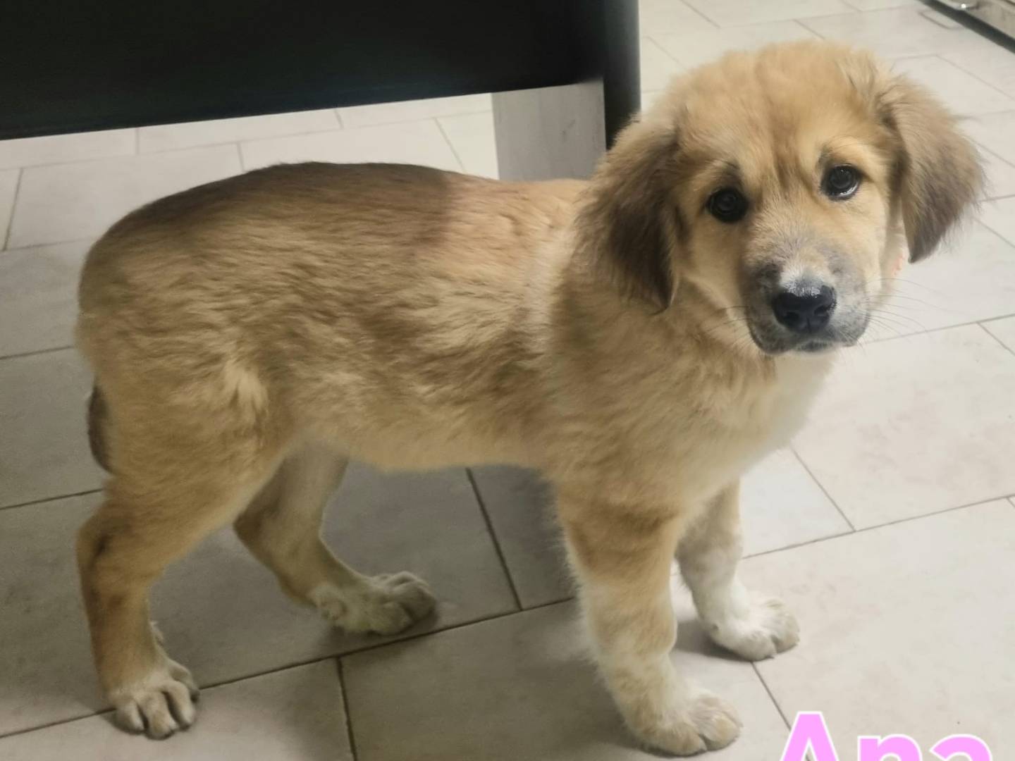 Adotta il cane Ana a Taranto