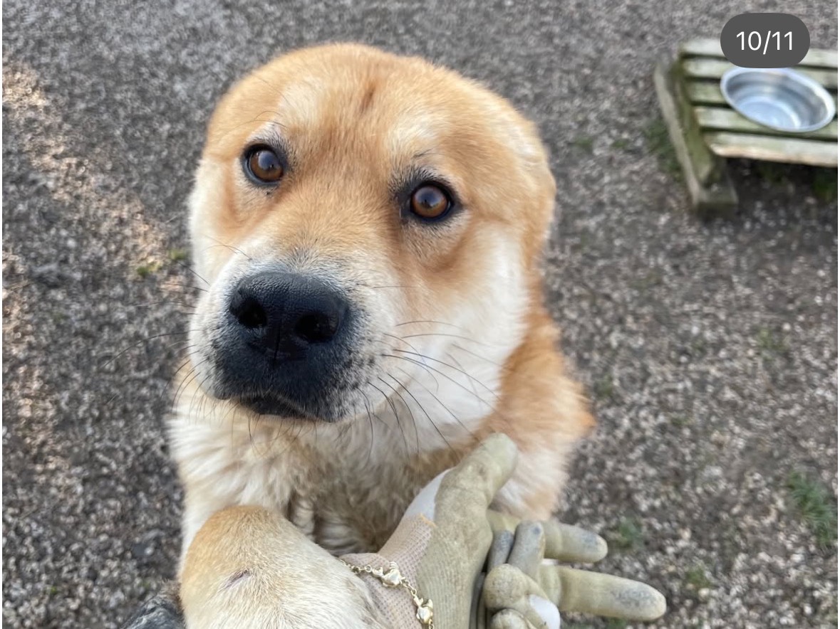 Vuoi adottare un cane a Treviso?