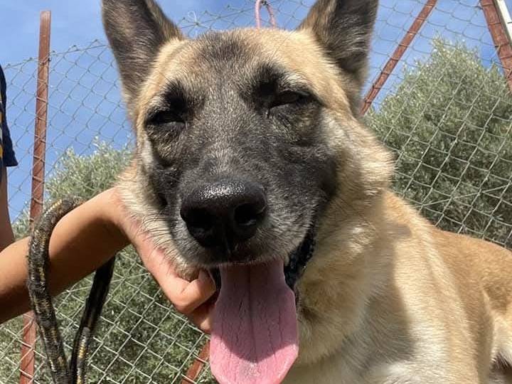 Adotta un cane, maschio, 6 anni, Milano