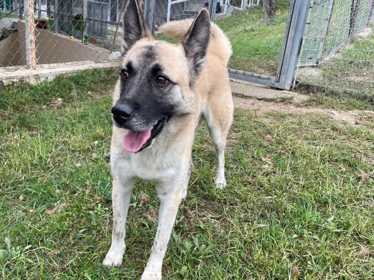 Adotta un cane, taglia media, maschio, Milano