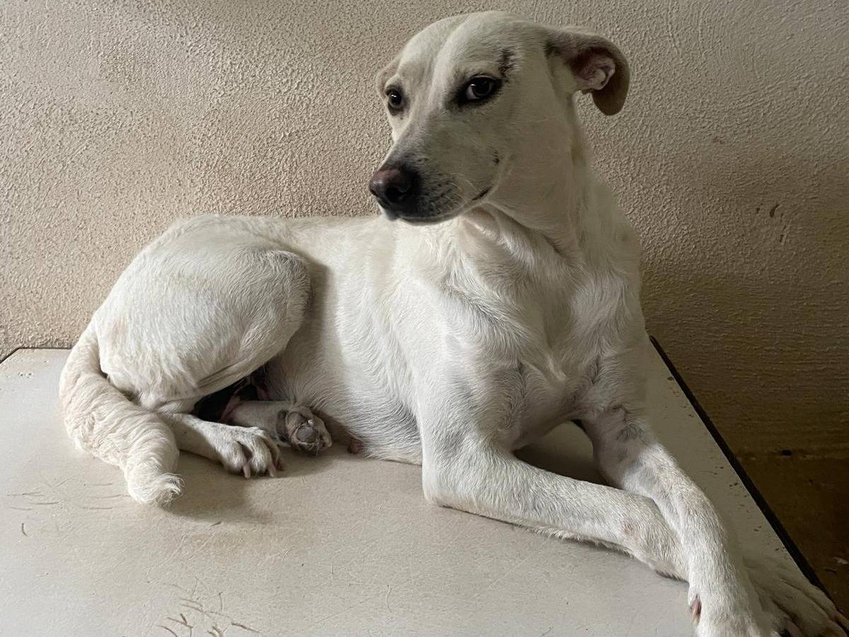 Adozione cane, femmina, Razza sconosciuta Razza sconosciuta, 3 anni e 2 mesi, taglia media, Milano