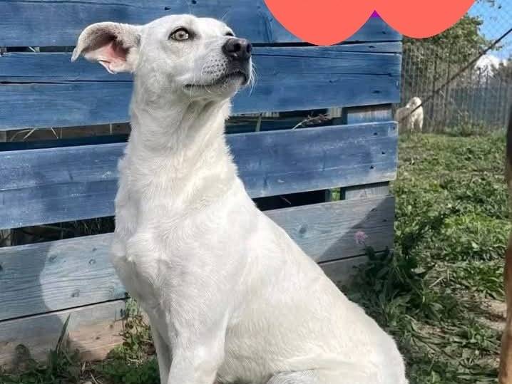 Adotta un cane, femmina, 3 anni e 2 mesi, Milano