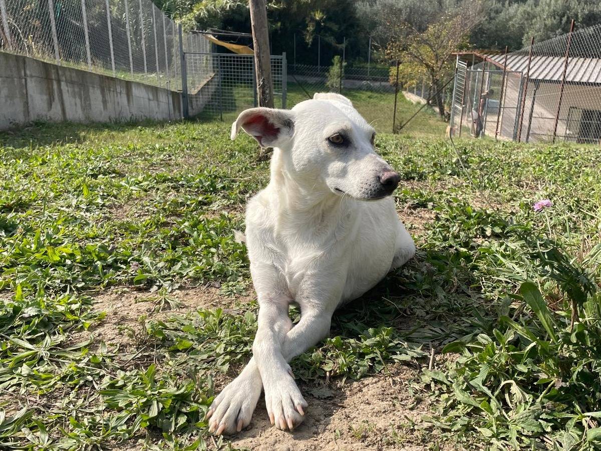 Adotta un cane, taglia media, femmina, Milano
