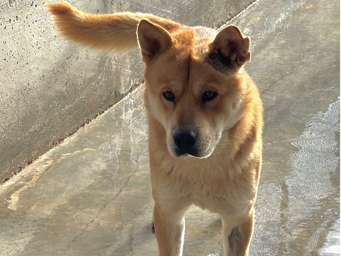 Adotta un cane, maschio, 2 anni, Treviso