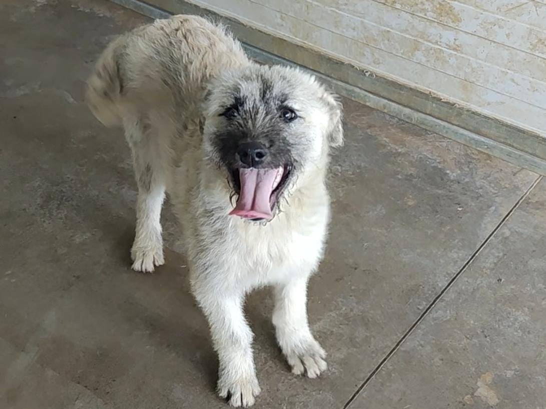 Adozione cane, femmina, Razza sconosciuta Razza sconosciuta, 2 mesi, taglia media, Roma