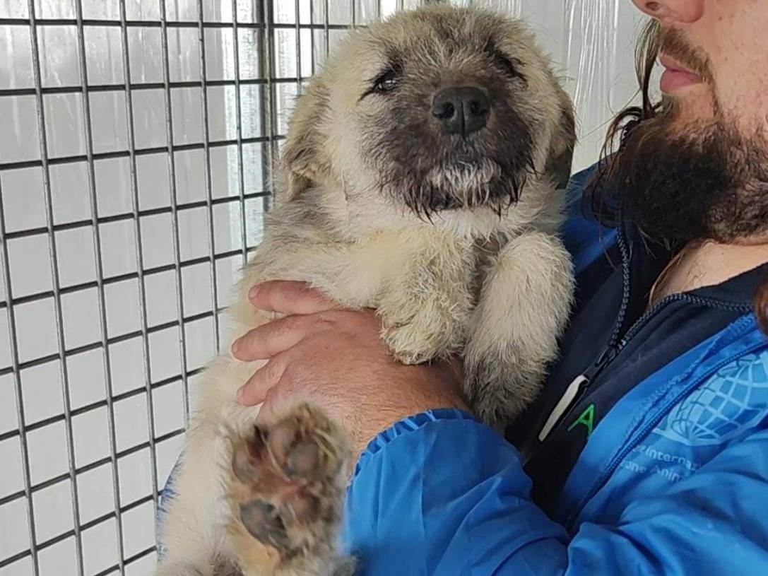 Adotta un cane, femmina, 2 mesi, Roma