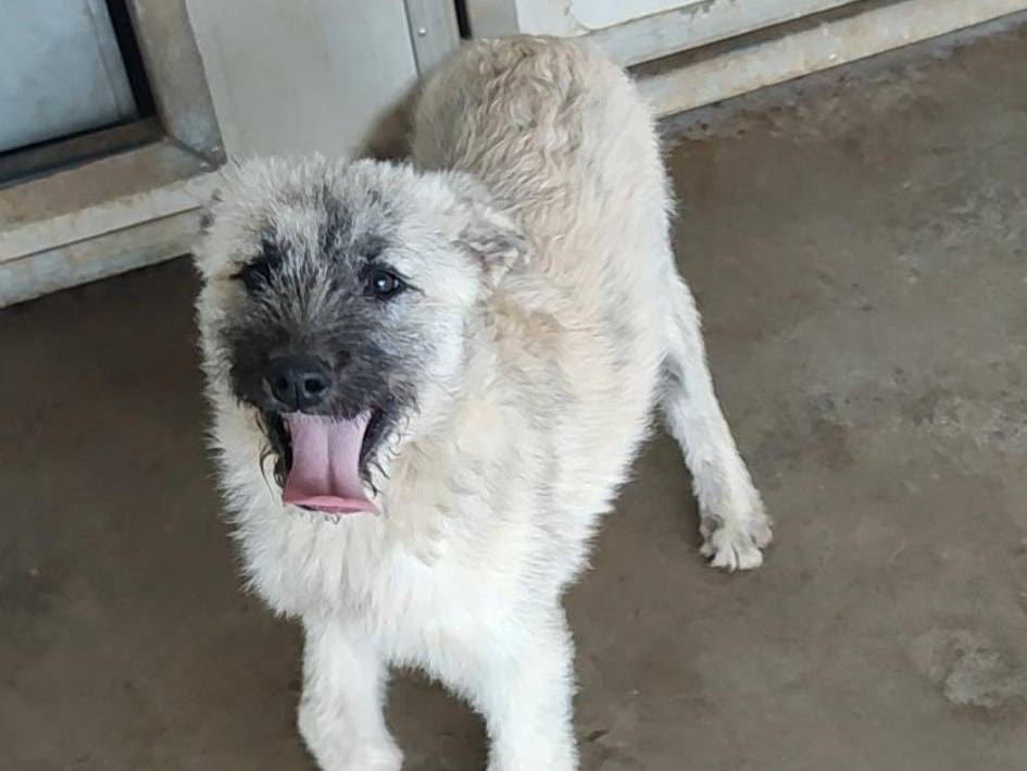 Adotta un cane, taglia media, femmina, Roma