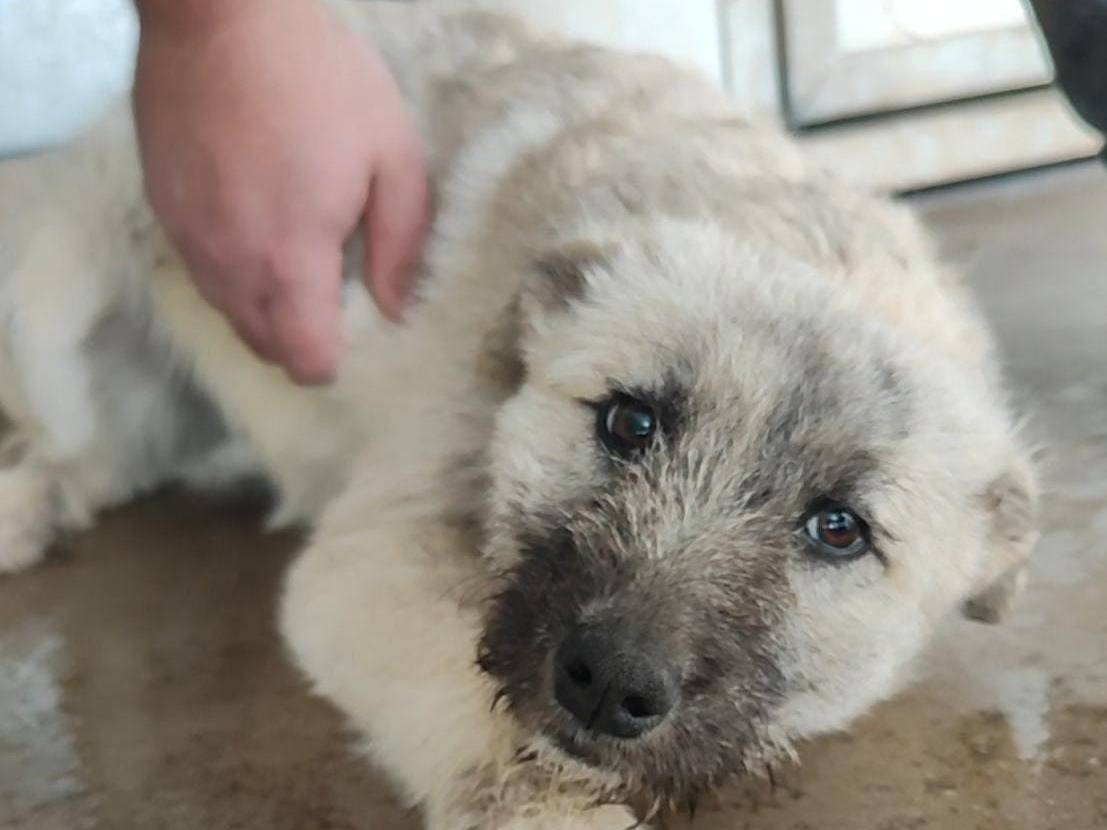 Vuoi adottare un cane a Roma?