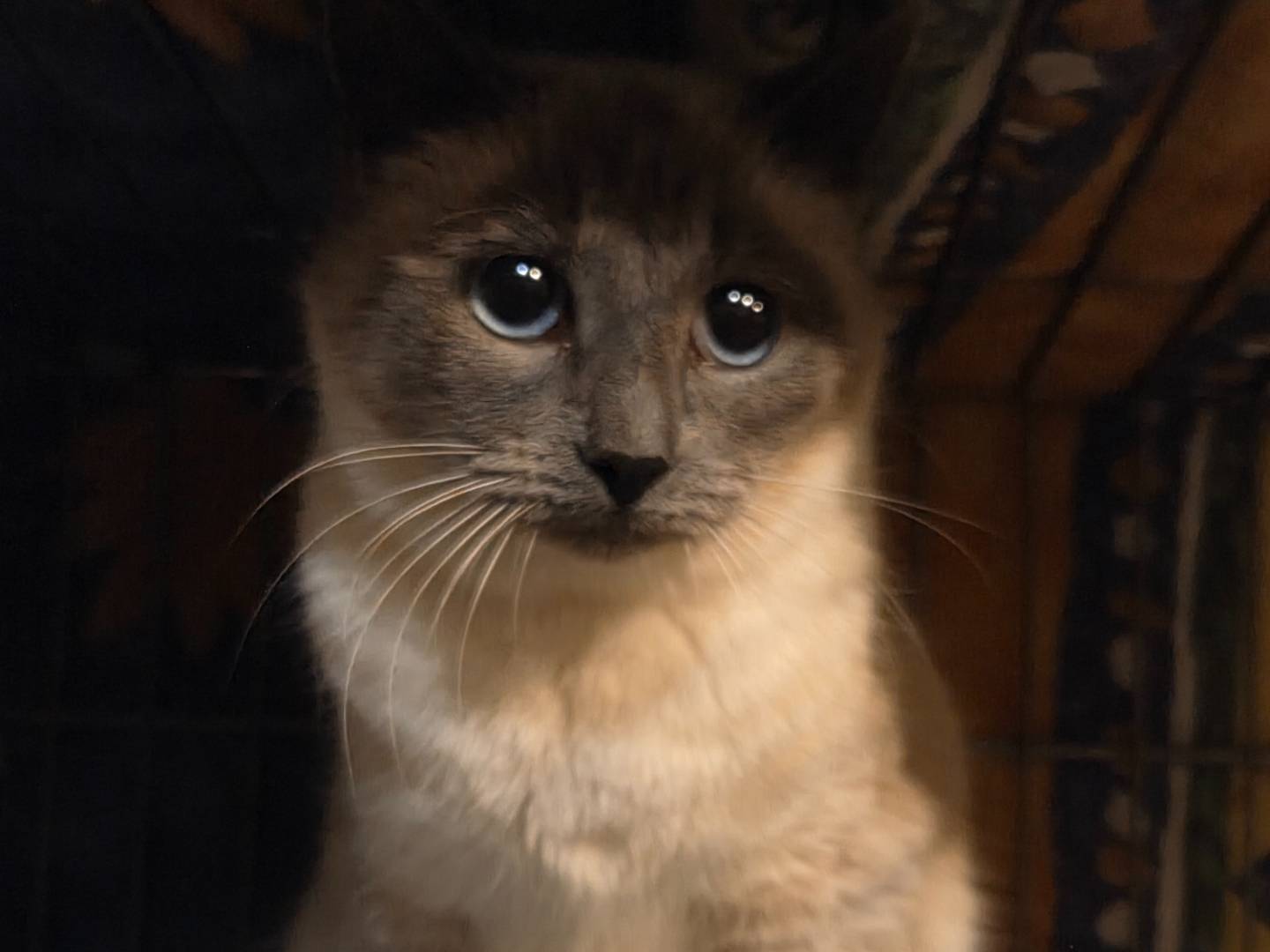 Adotta un gatto, femmina, 10 mesi, Parma