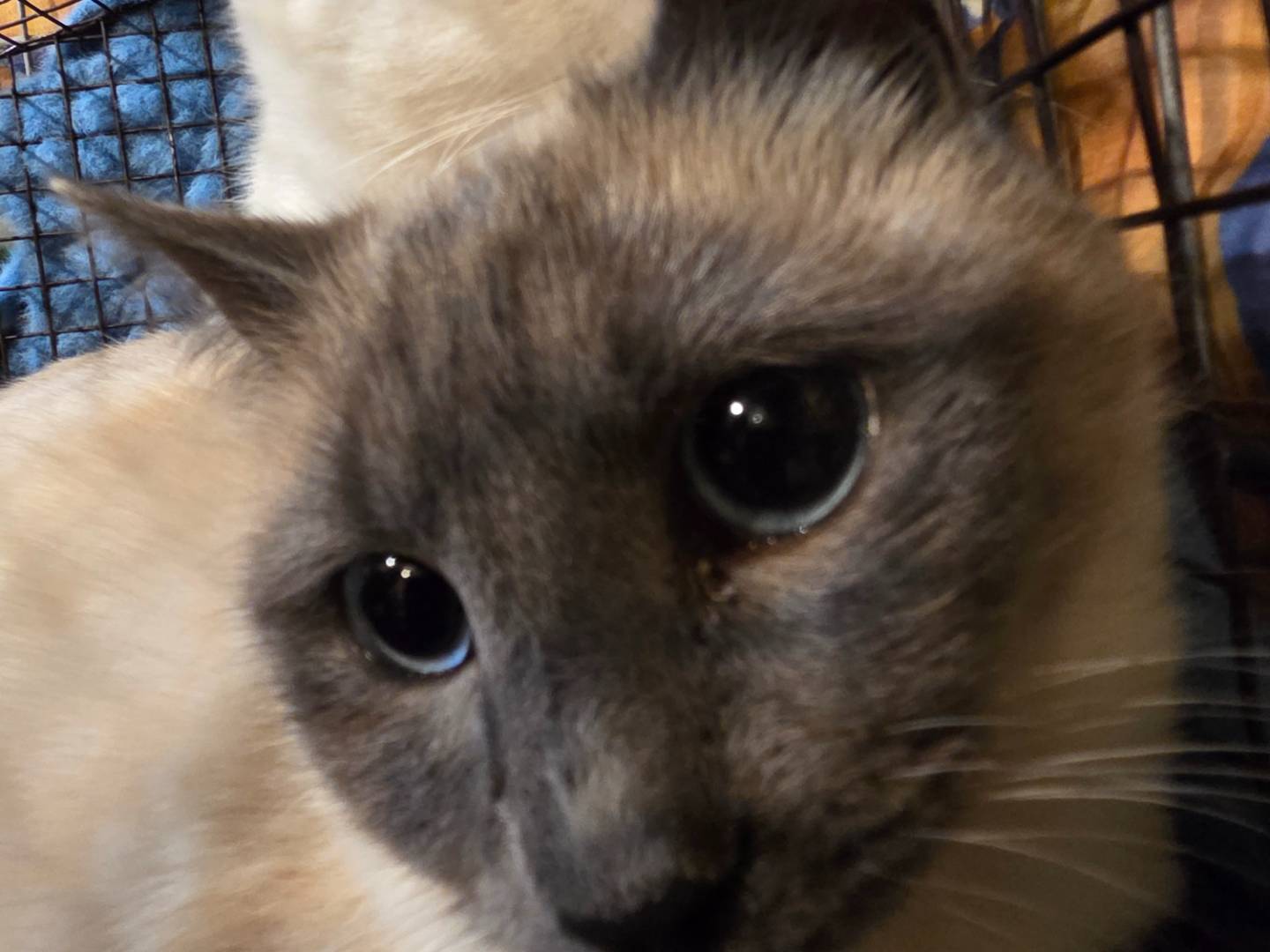 Adotta un gatto, taglia non valida, femmina, Parma