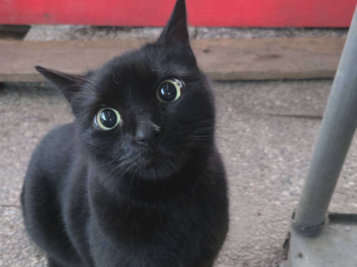 Adozione gatto, femmina, Razza sconosciuta Razza sconosciuta, 1 anno e 9 mesi, taglia non valida, Parma