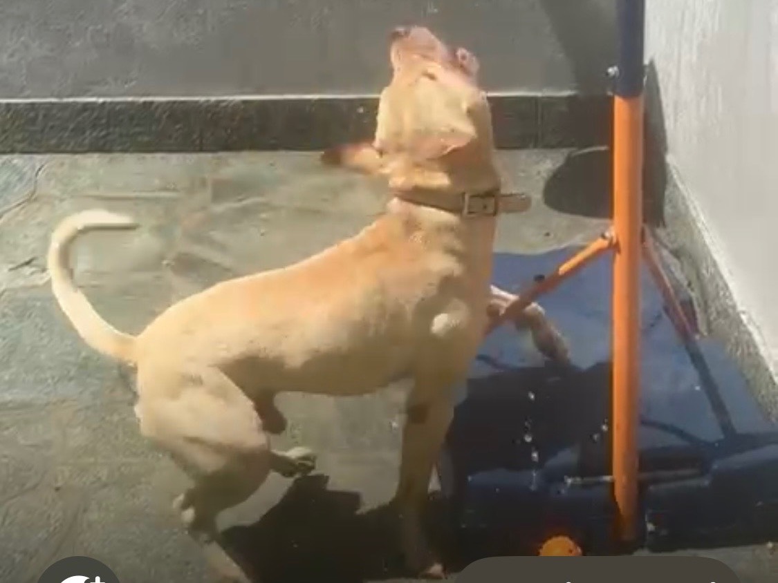 Adozione cane, maschio, Pitbull Razza sconosciuta, 1 anno e 7 mesi, taglia media, Piacenza