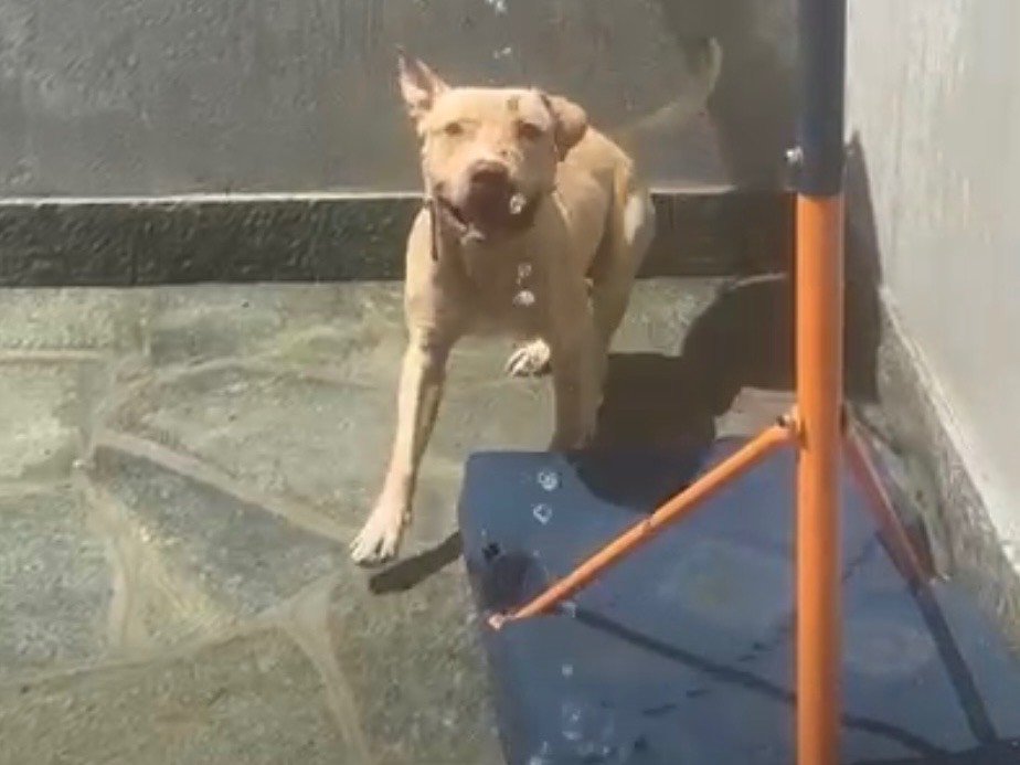 Adotta un cane, maschio, 1 anno e 7 mesi, Piacenza