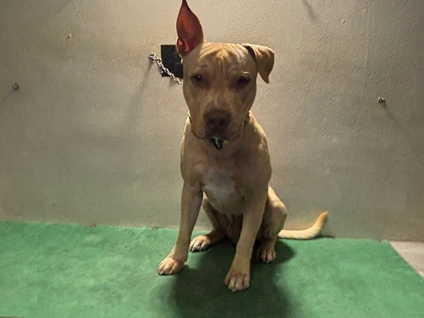 Adotta un cane, taglia media, maschio, Piacenza