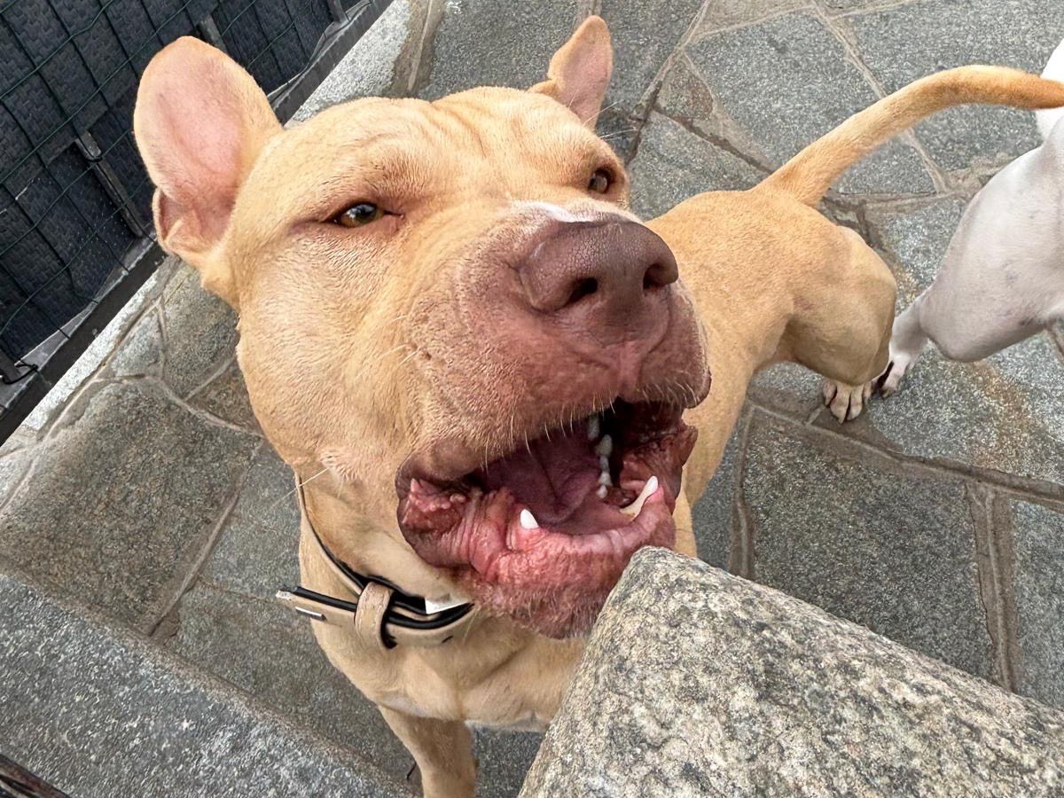 Vuoi adottare un cane a Piacenza?