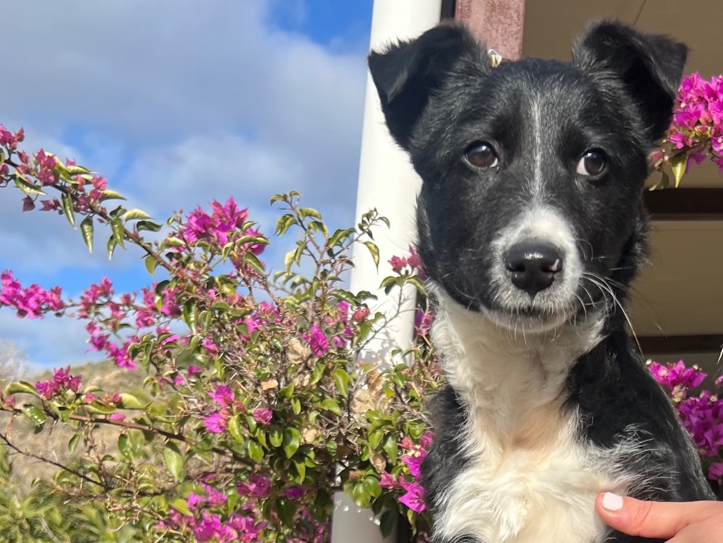 Adotta un cane, taglia media contenuta, maschio, Enna