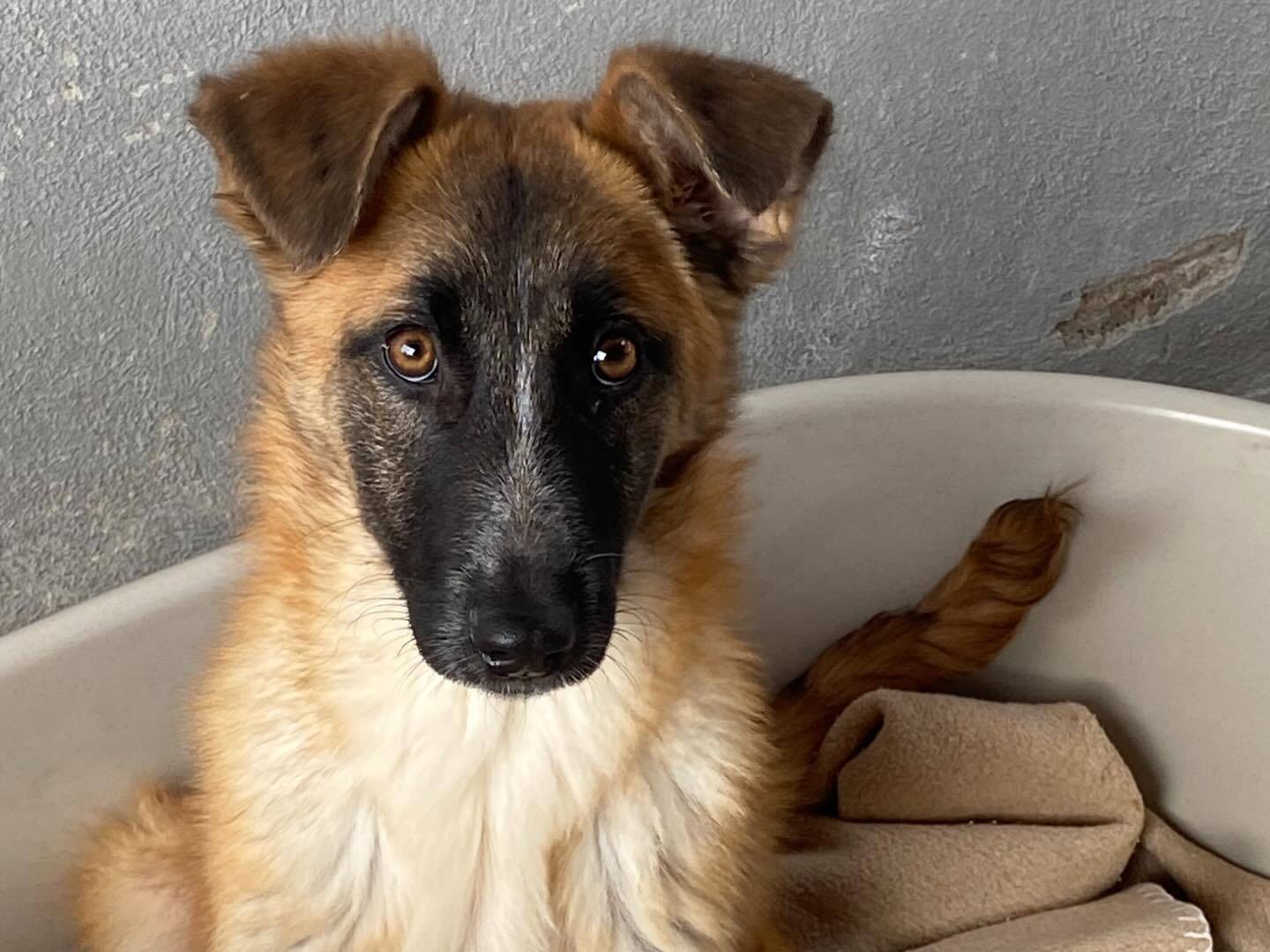 Adozione cane, femmina, Pastore Belga Malinois Razza sconosciuta, 5 mesi, taglia media, Latina