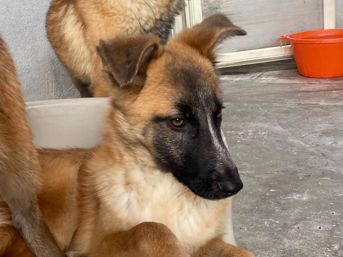 Adotta un cane, taglia media, femmina, Latina