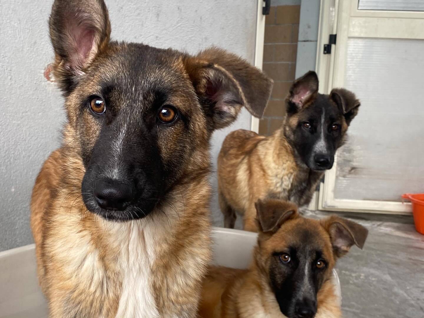 Vuoi adottare un cane a Latina?