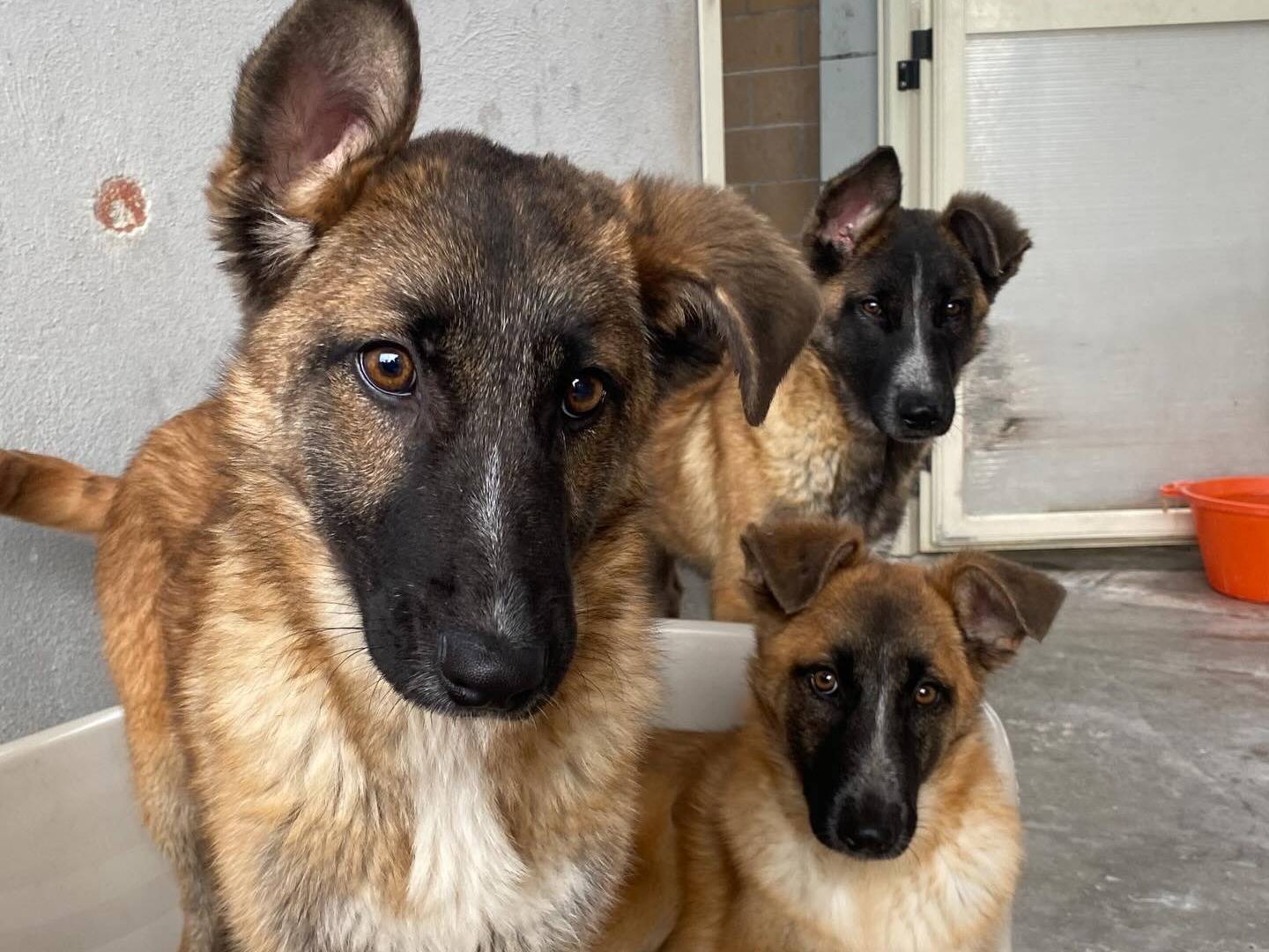 Adotta il cane DIVA a Latina