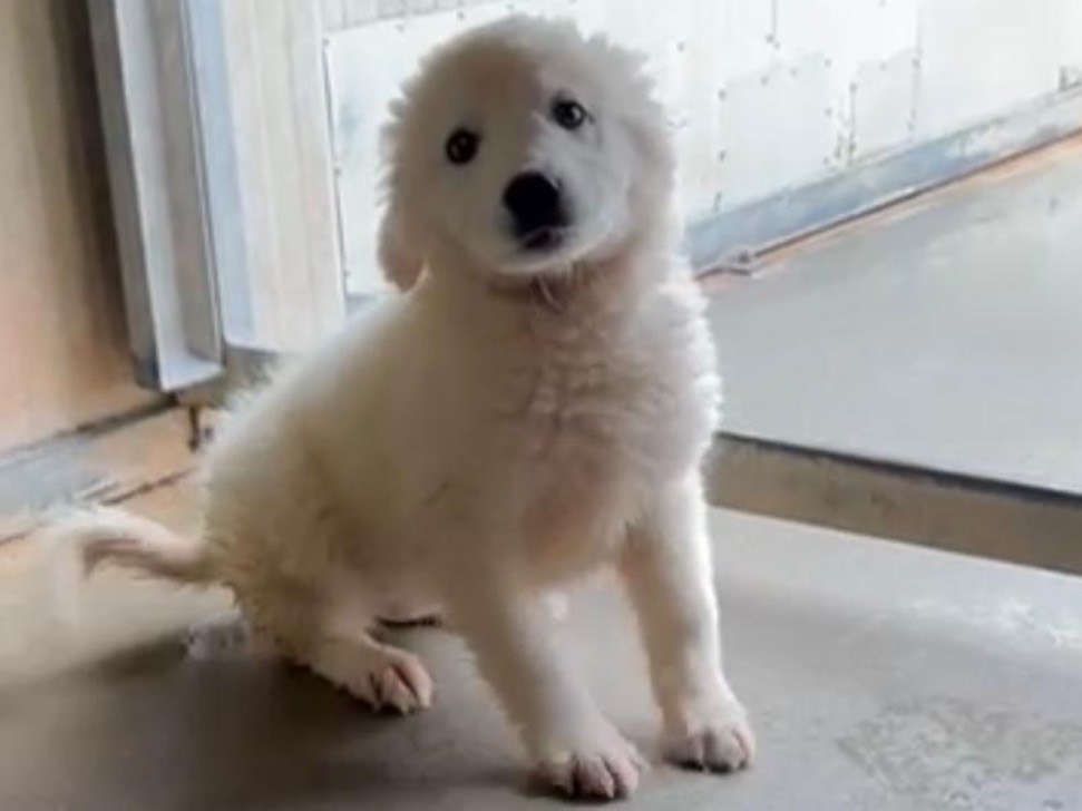 Adozione cane, femmina, Razza sconosciuta Razza sconosciuta, 2 mesi, taglia piccola, Latina