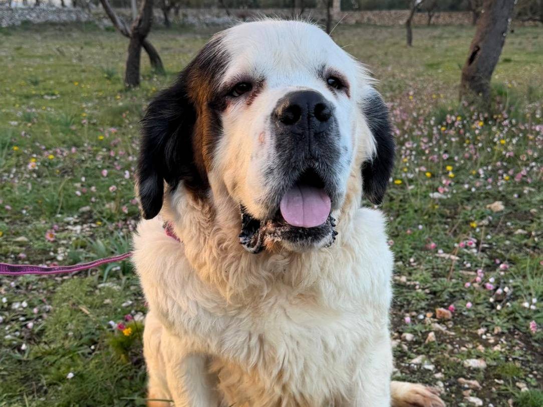 Adotta un cane, femmina, 4 anni e 10 mesi, Milano