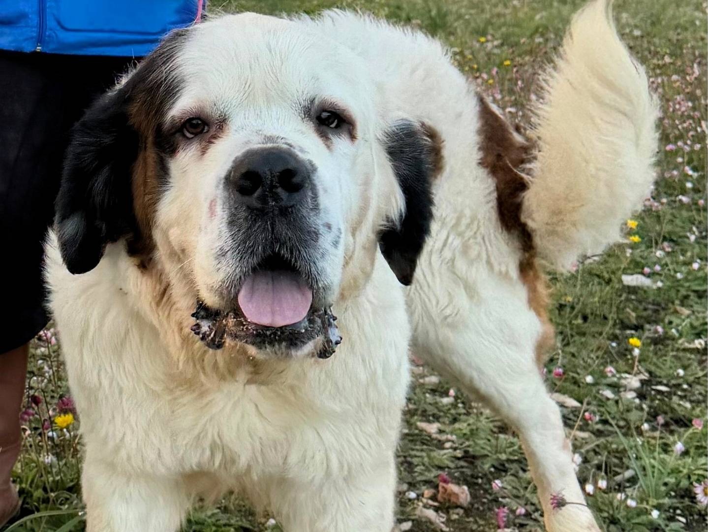 Vuoi adottare un cane a Milano?