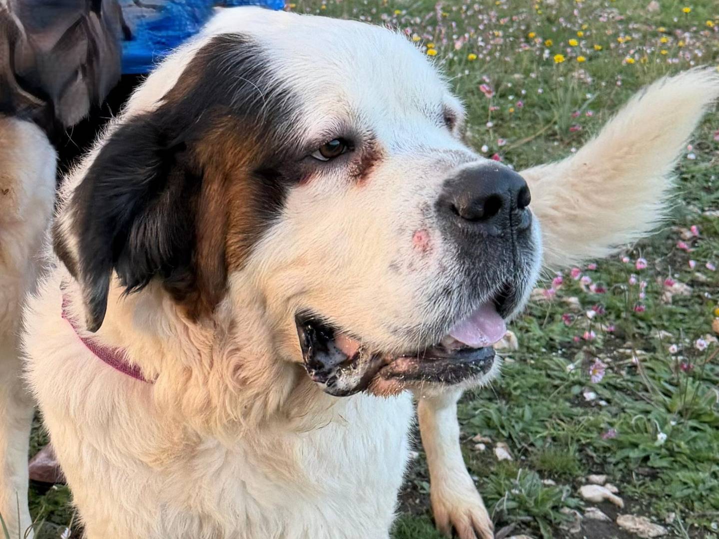 Adotta il cane BIANCA a Milano