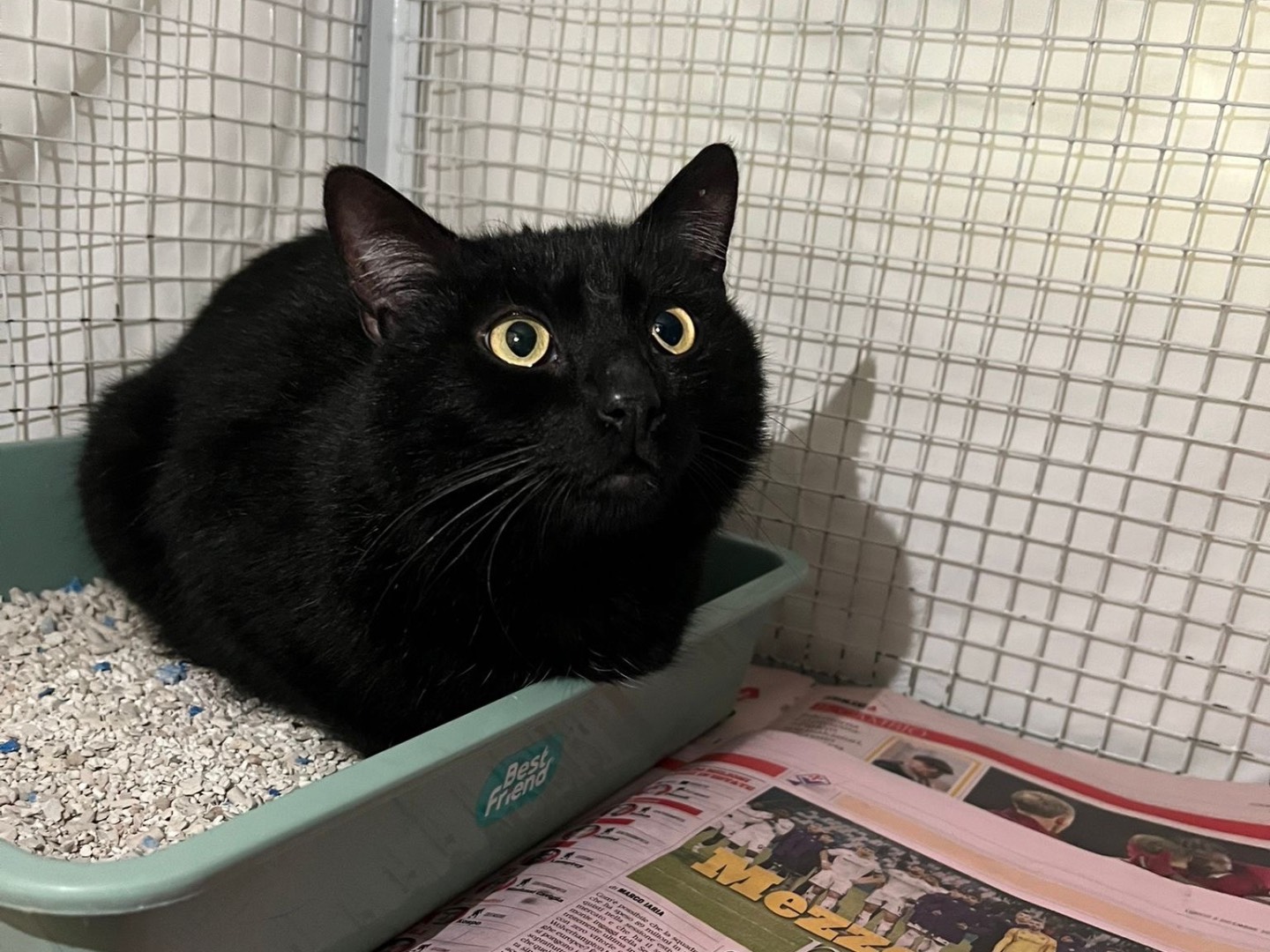 Adozione gatto, maschio, Razza sconosciuta Razza sconosciuta, 6 anni e 6 mesi, taglia non valida, Milano