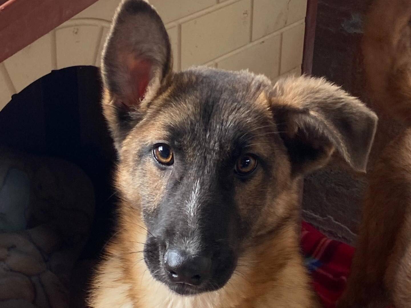 Adozione cane, femmina, Pastore Belga Malinois Razza sconosciuta, 5 mesi, taglia media, Latina