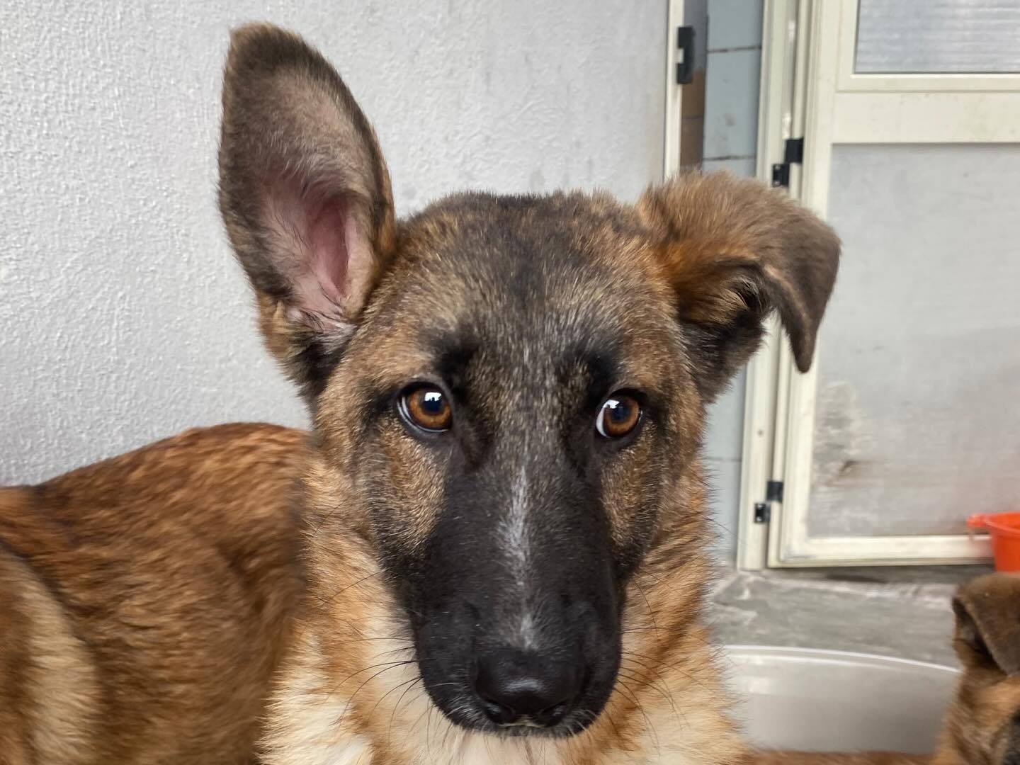 Adotta un cane, femmina, 5 mesi, Latina