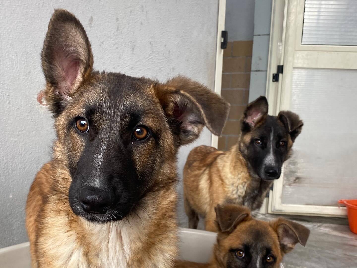 Adotta un cane, taglia media, femmina, Latina