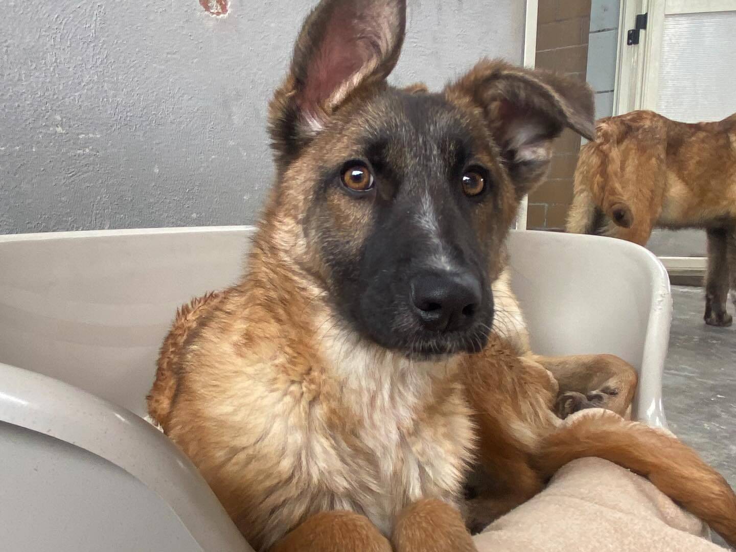 Vuoi adottare un cane a Latina?