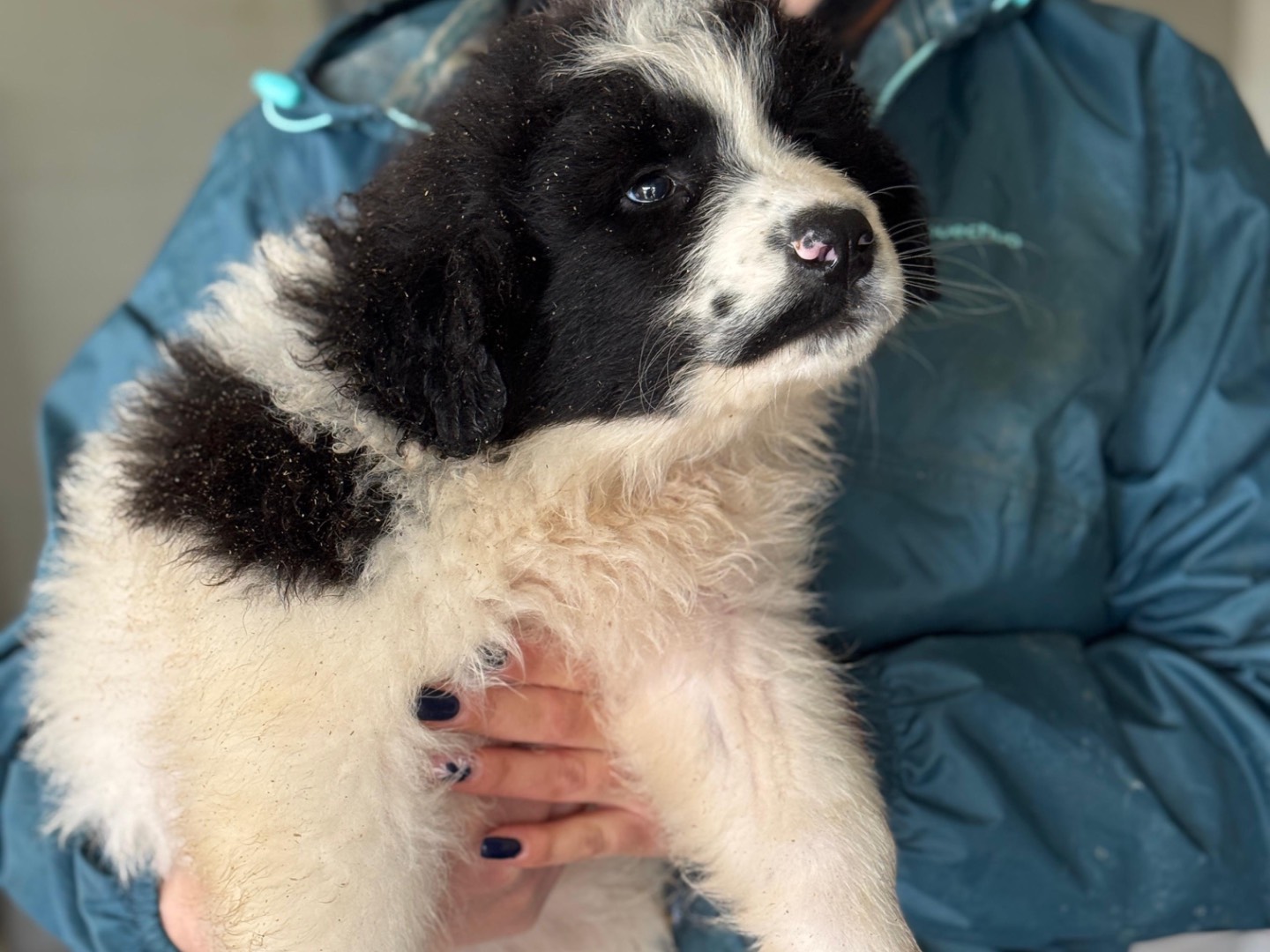 Adozione cane, femmina, Razza sconosciuta Razza sconosciuta, 2 mesi, taglia grande, Frosinone