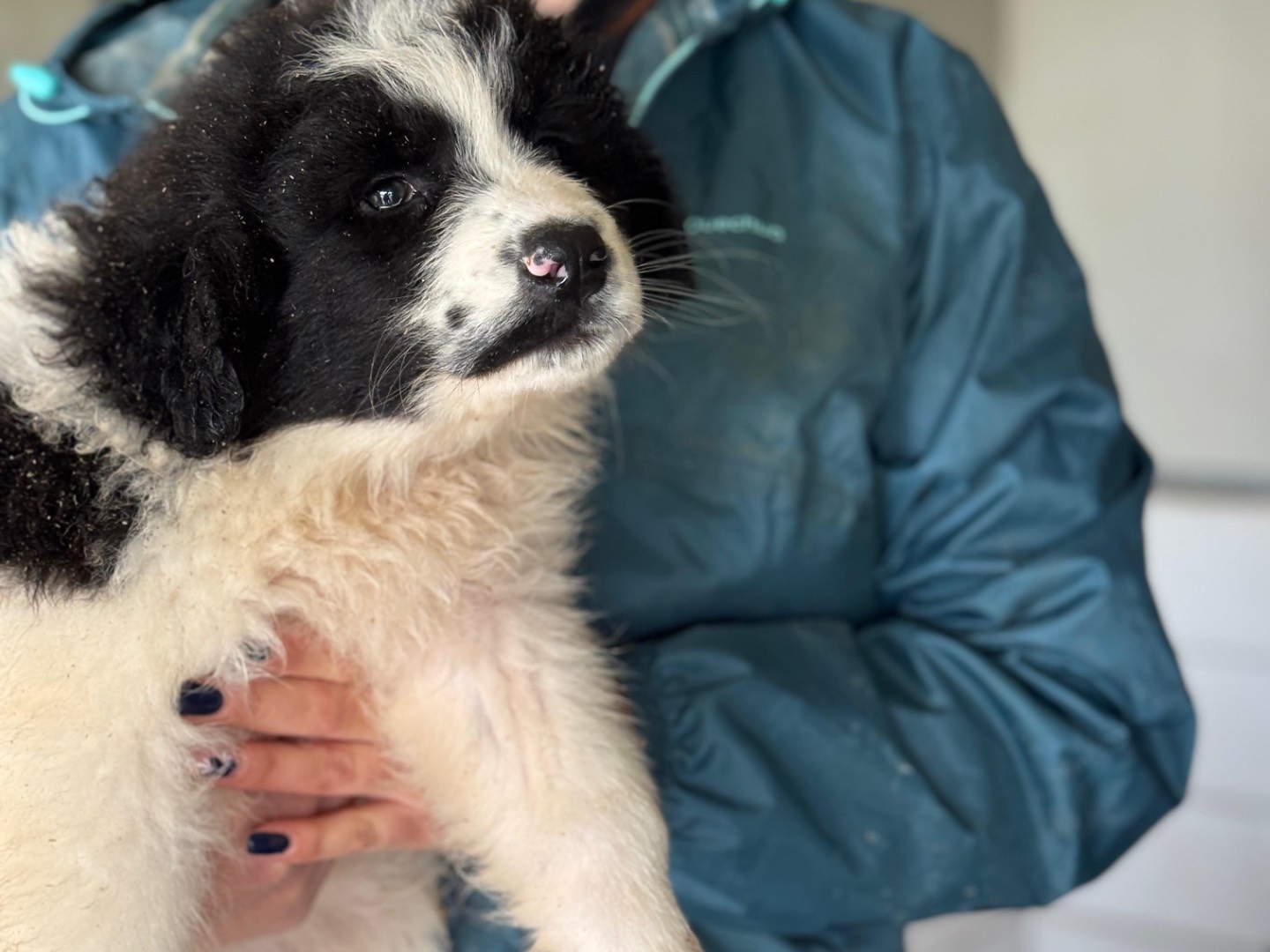 Adotta un cane, femmina, 2 mesi, Frosinone