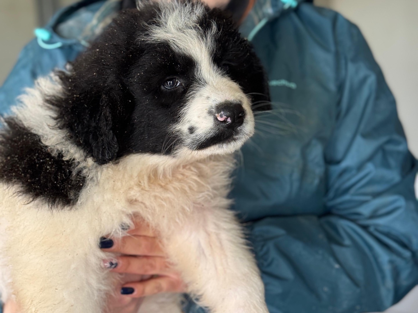Adotta un cane, taglia grande, femmina, Frosinone