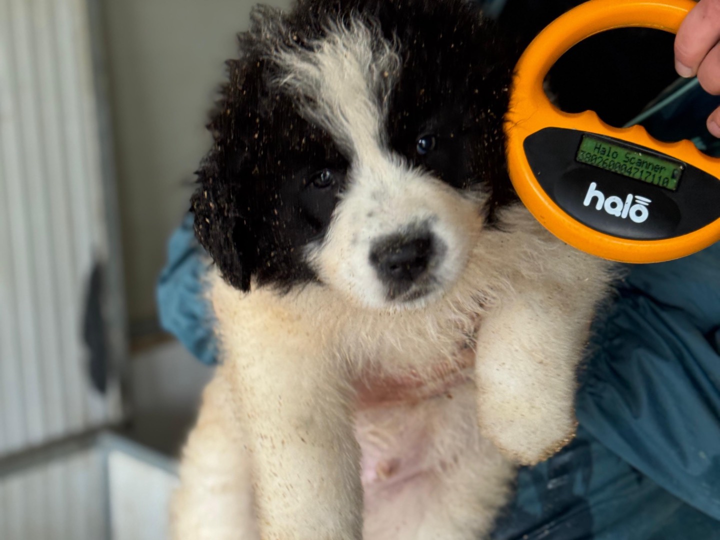 Adotta un cane, maschio, 2 mesi, Frosinone