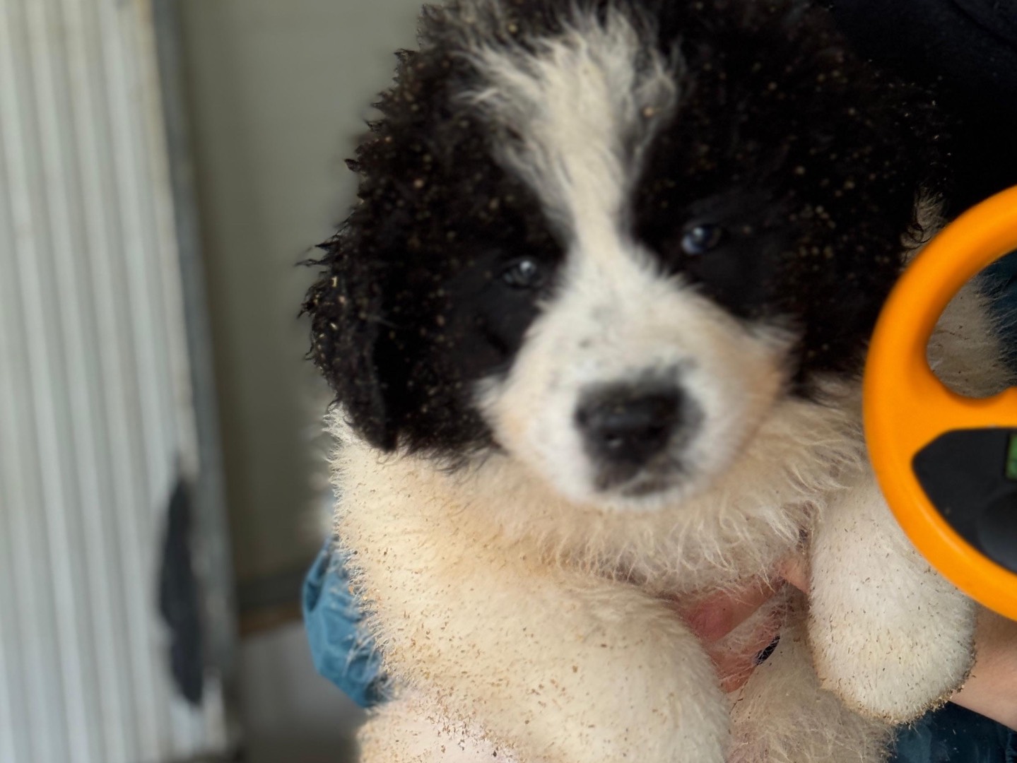 Adotta un cane, taglia grande, maschio, Frosinone