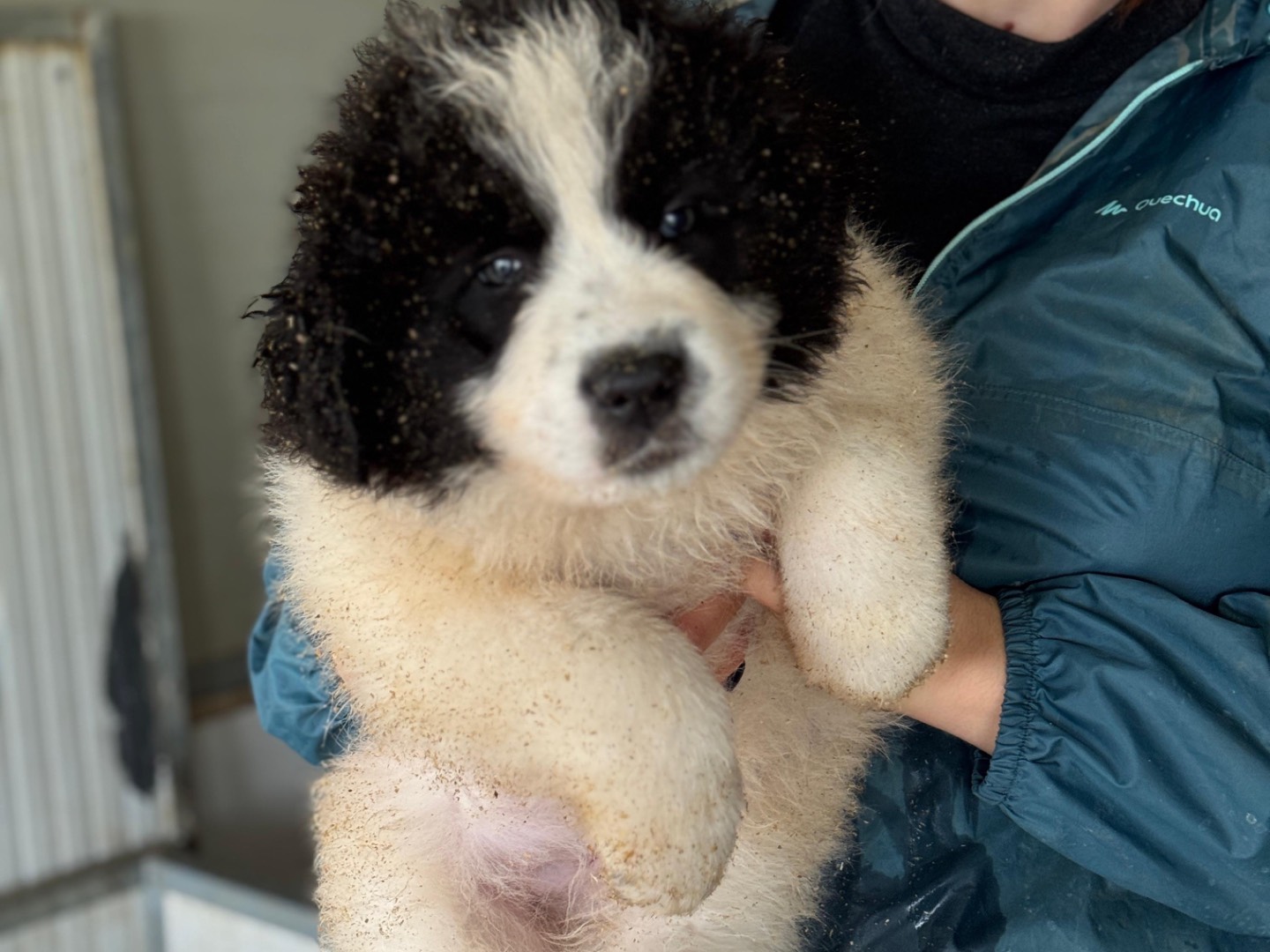 Vuoi adottare un cane a Frosinone?