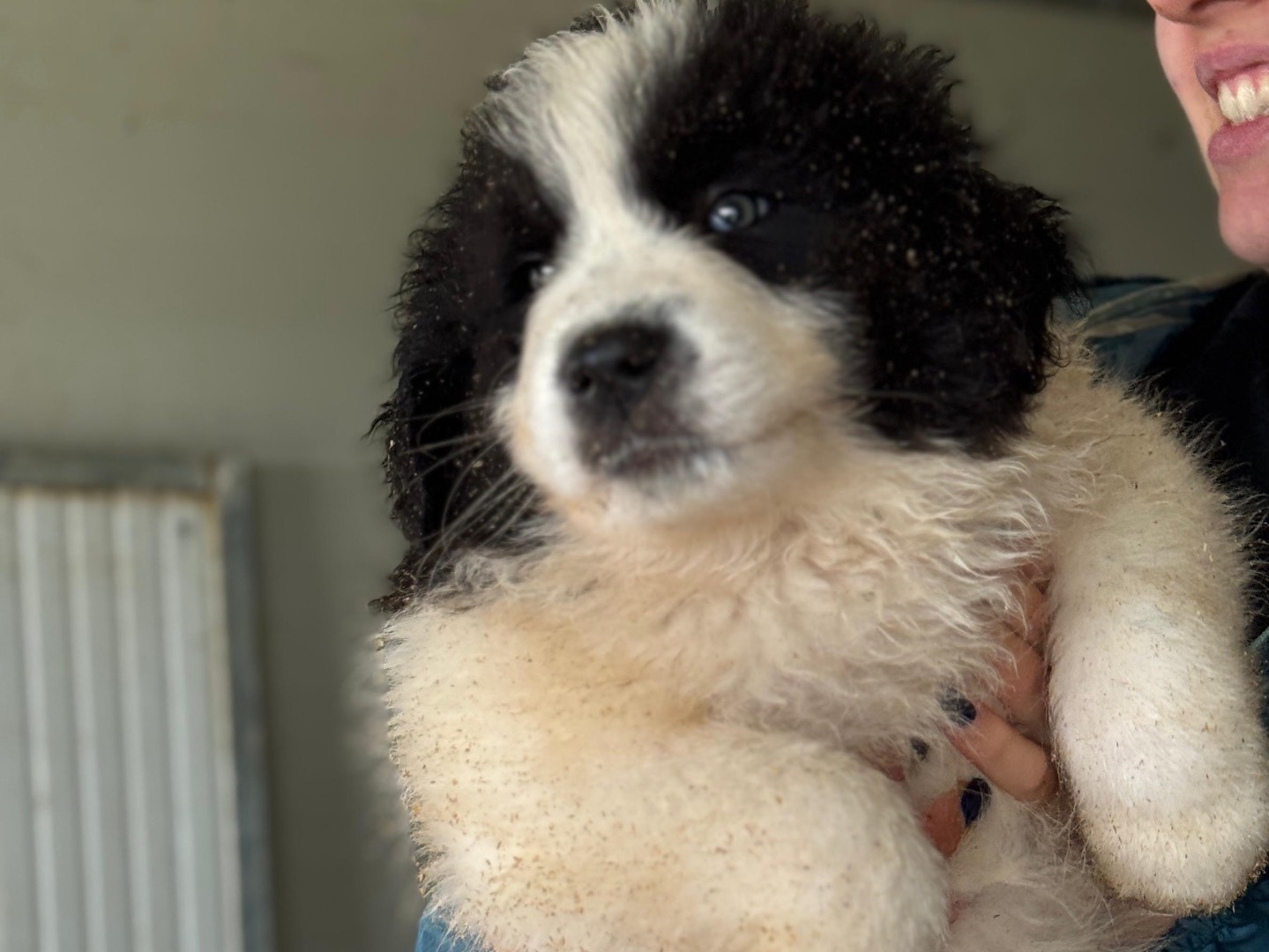 Adotta il cane Ulisse  a Frosinone