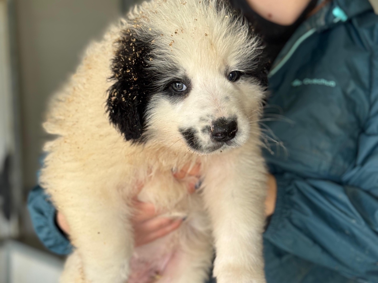 Adozione cane, maschio, Razza sconosciuta Razza sconosciuta, 2 mesi, taglia grande, Frosinone