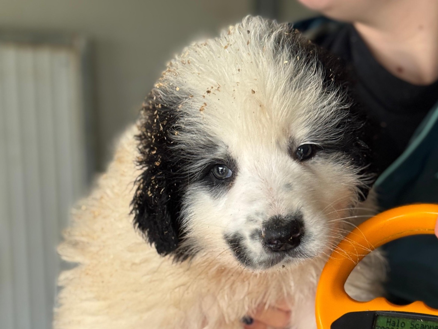 Adotta un cane, maschio, 2 mesi, Frosinone