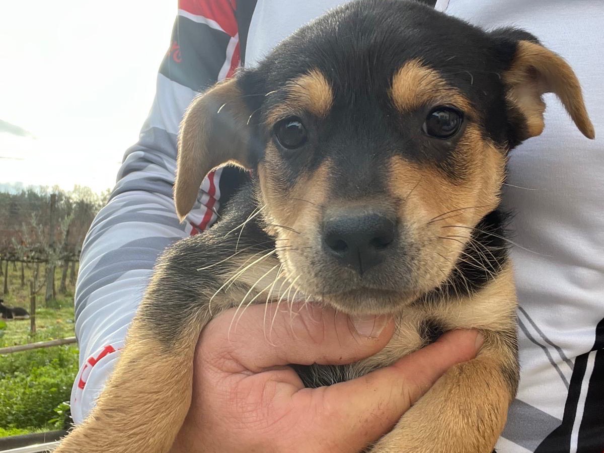Adozione cane, femmina, Razza sconosciuta Razza sconosciuta, 3 mesi, taglia media contenuta, Avellino