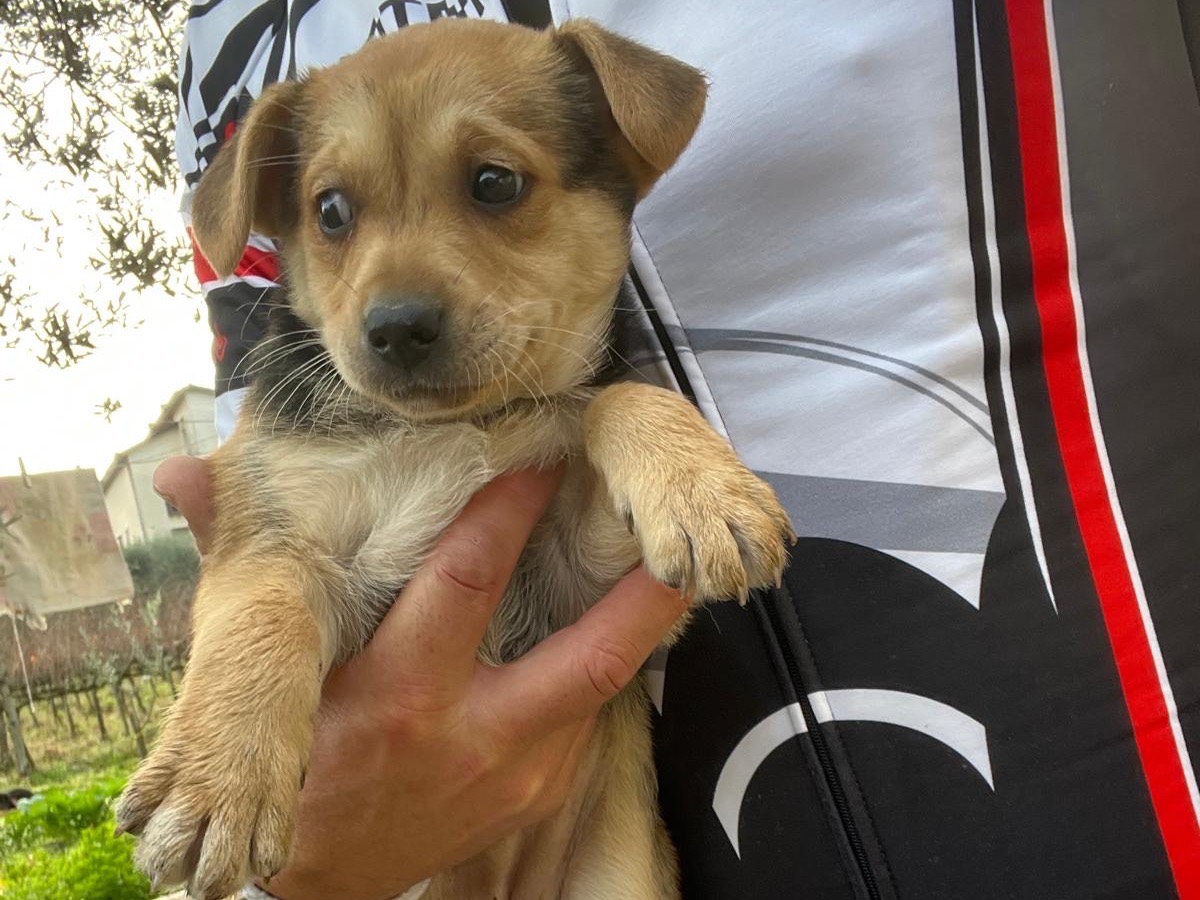 Adozione cane, femmina, Razza sconosciuta Razza sconosciuta, 3 mesi, taglia media contenuta, Avellino