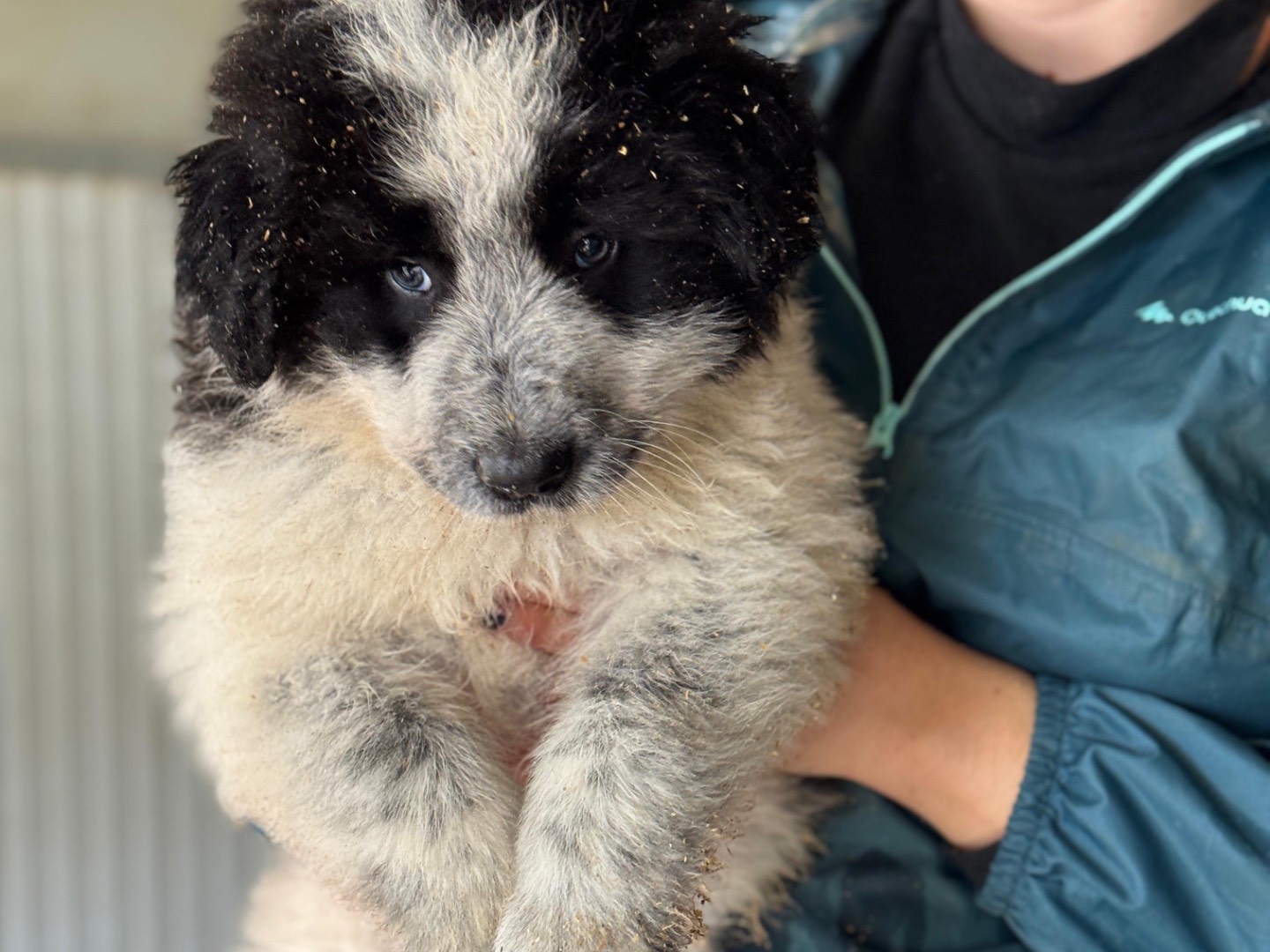 Adotta un cane, maschio, 2 mesi, Frosinone