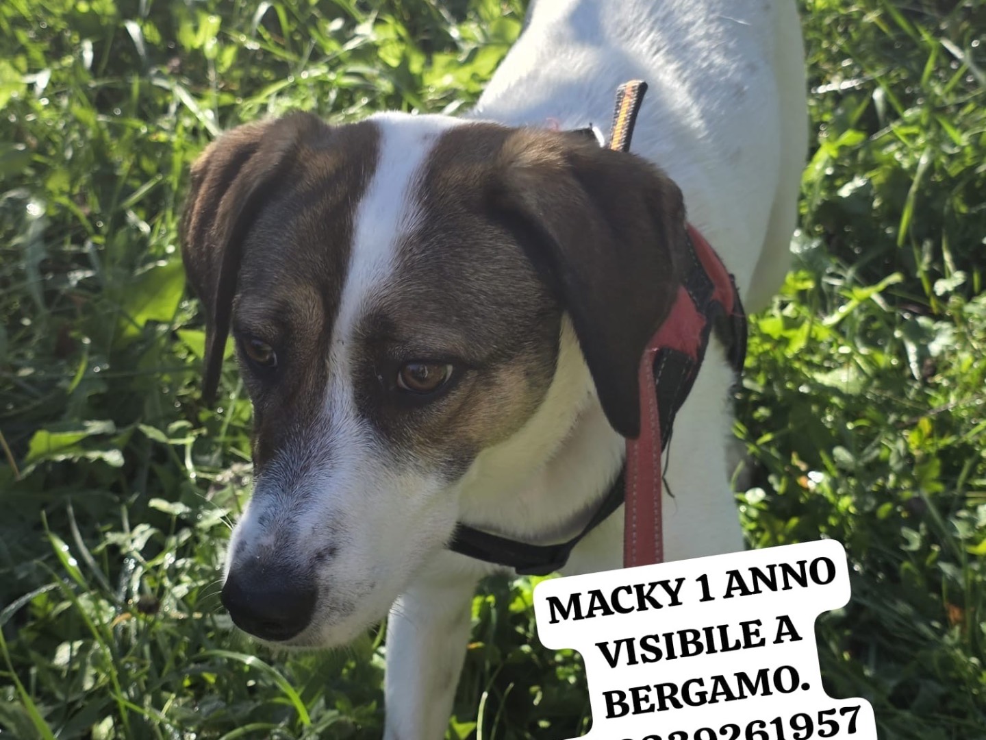 Adozione cane, femmina, Razza sconosciuta Razza sconosciuta, 1 anno e 3 mesi, taglia media contenuta, Bergamo