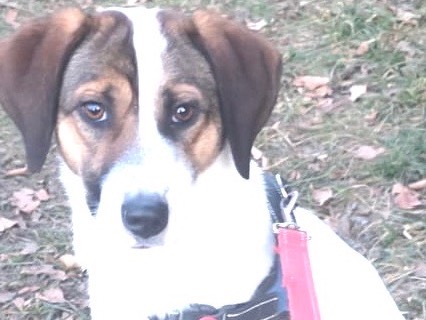 Adotta un cane, femmina, 1 anno e 3 mesi, Bergamo