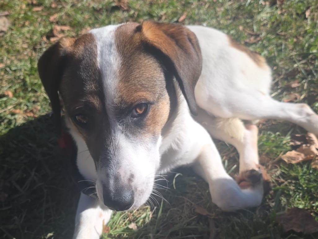 Adotta un cane, taglia media contenuta, femmina, Bergamo